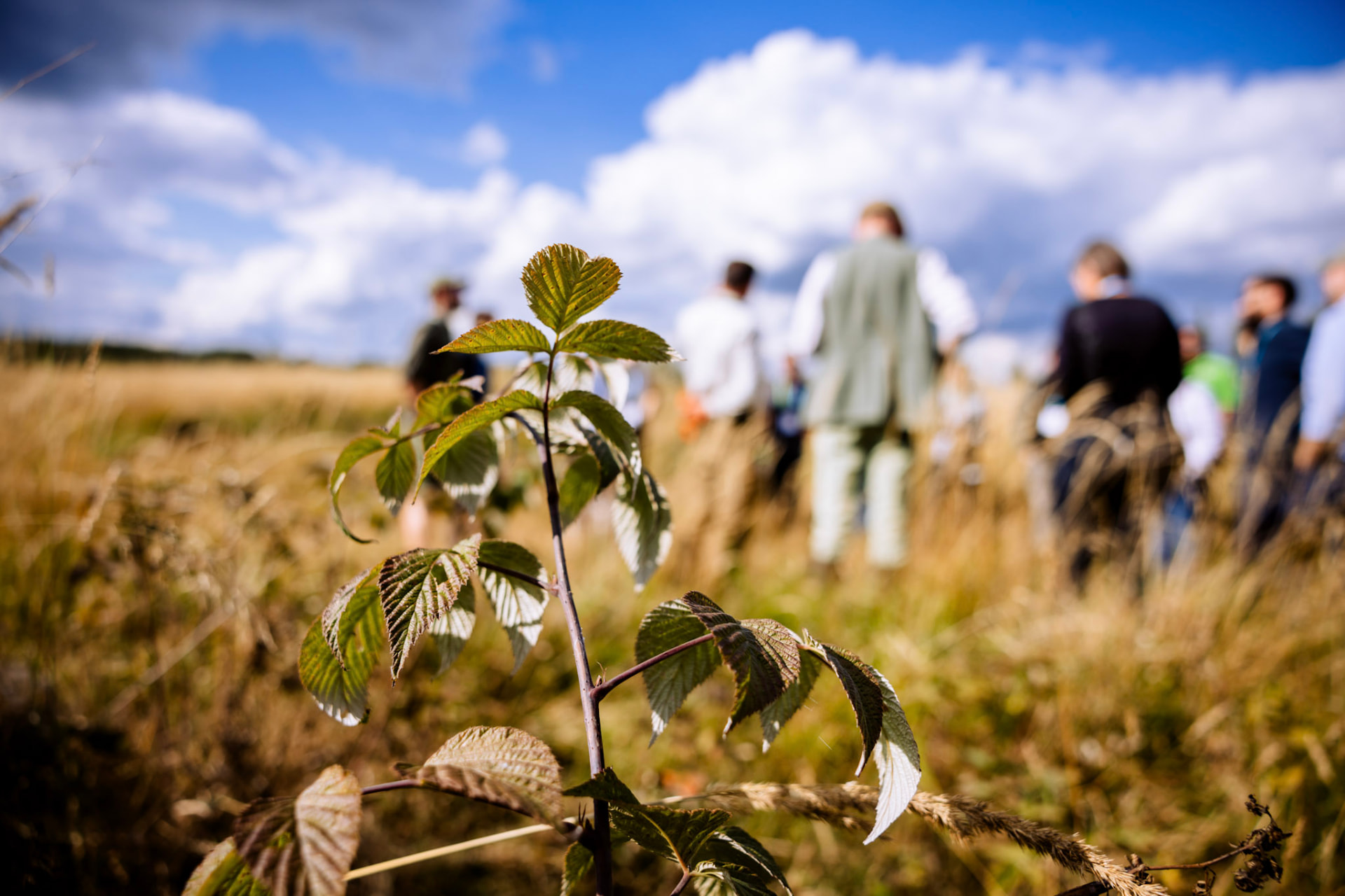 Young tree in a meadow with people at the Future Forest Forum in the background
